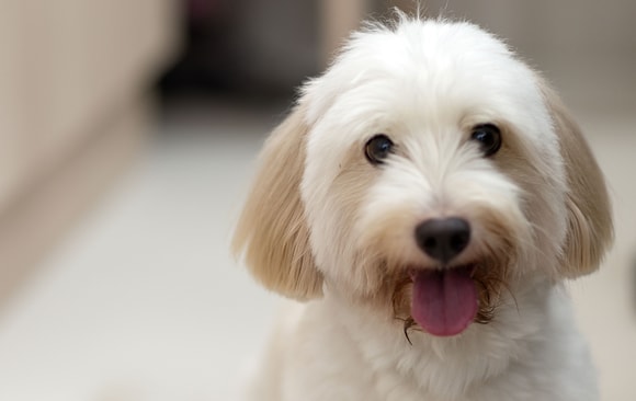 white dog