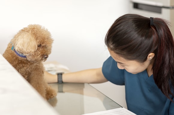 dog with a doctor